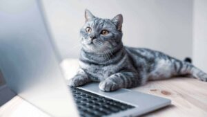 У кошки слезятся глаза: причины, уход и советы по лечению