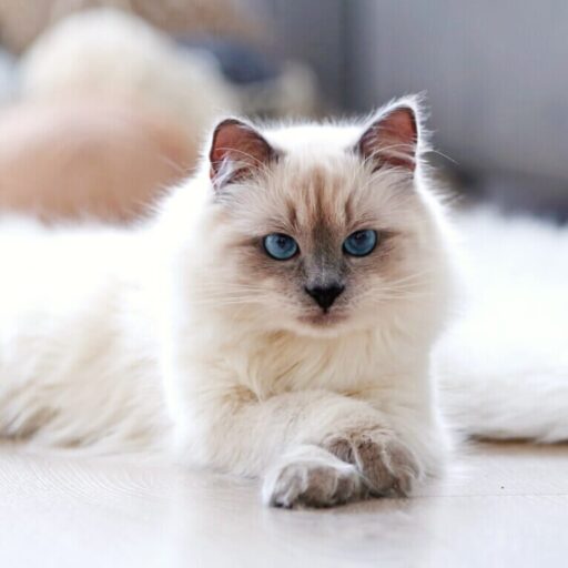 Какие сухие корма подходят для кошек?