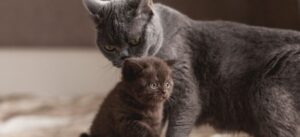 У котенка гноятся глаза. Чем лечить и как помочь малышу?