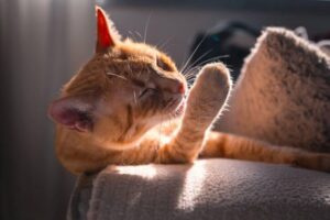 Почему кошки высовывают язык?
